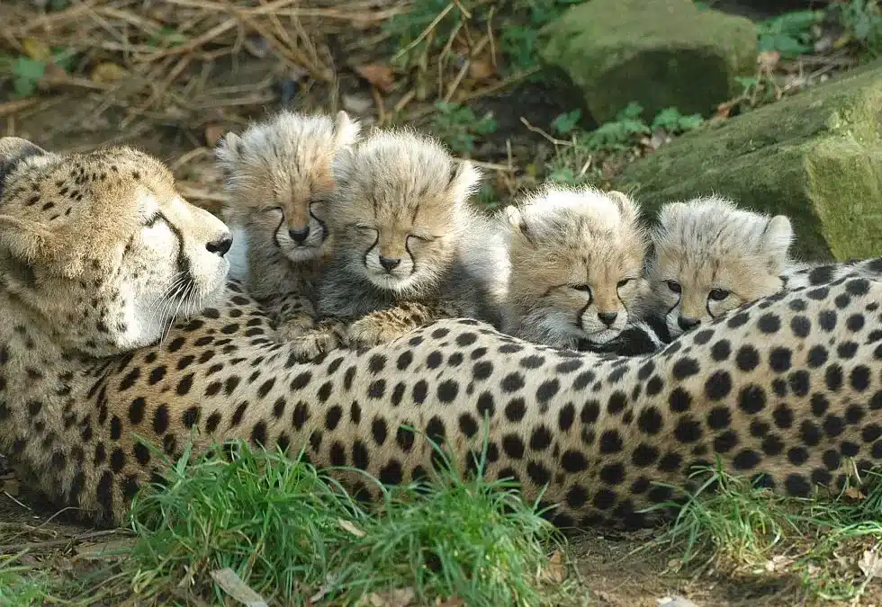 Alex Smale - Cheetah Cubs